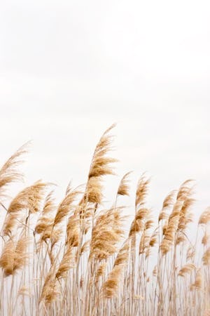 Wheat Field | Cannaray CBD